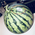 邳州网红吃瓜,揭秘网络红人的幕后真相